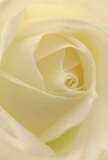 This evocative image draws viewers into the gentle heart of a creamy white rose, as if welcoming them into one of Surrey's historic walled gardens at first morning light. Each petal unfurls in a graceful spiral, their near-translucence suggesting the silvery softness of dew along a woodland path in Banstead. Subtle shadows nestle between layers, accentuating the bloom's sense of depth and whispered drama. There is a palpable tranquility-a peace that calls to mind quiet moments by the River Wey or the start of a meaningful new chapter. The rose's serene luminosity, delicate yet unyielding, paints a portrait of reverence and admiration; its understated, sweet fragrance seems to linger, reminiscent of the gentle breezes passing through Surrey's open spaces. This close perspective not only celebrates the bloom's visual beauty but also the passion and artistry required by local florists to transform such a flower into a powerful symbol of comfort, renewal, or loving tribute, available for thoughtful delivery across the region.